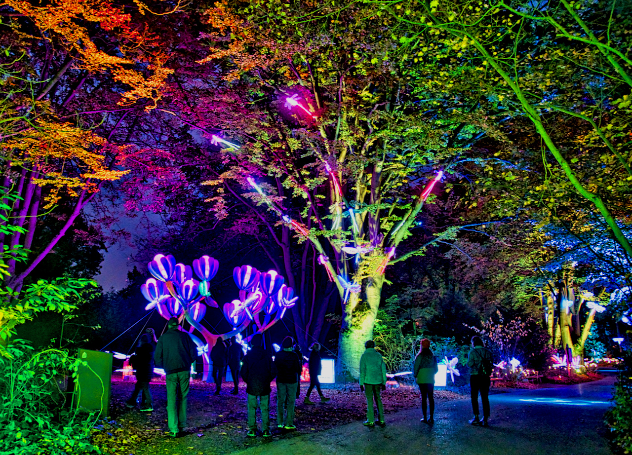 Wild Lanterns at Woodland Park Zoo is a mesmerizing, illuminated